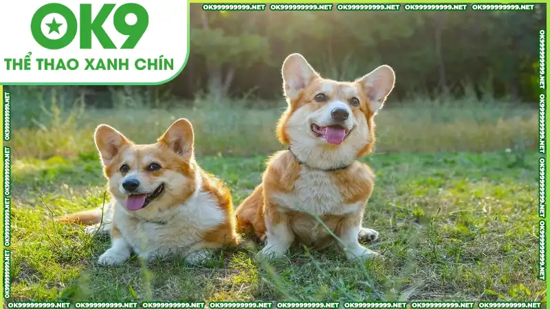 Mơ thấy chó thường mang tới nhiều may mắn hơn