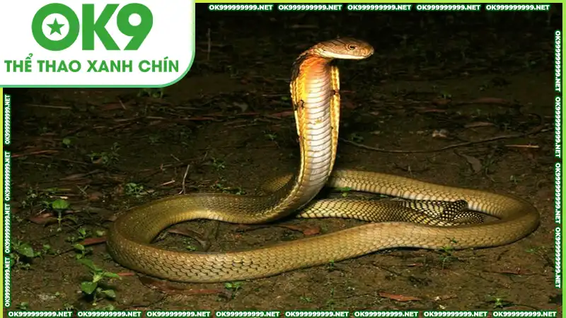 Những con số may mắn từ giấc mơ thấy rắn