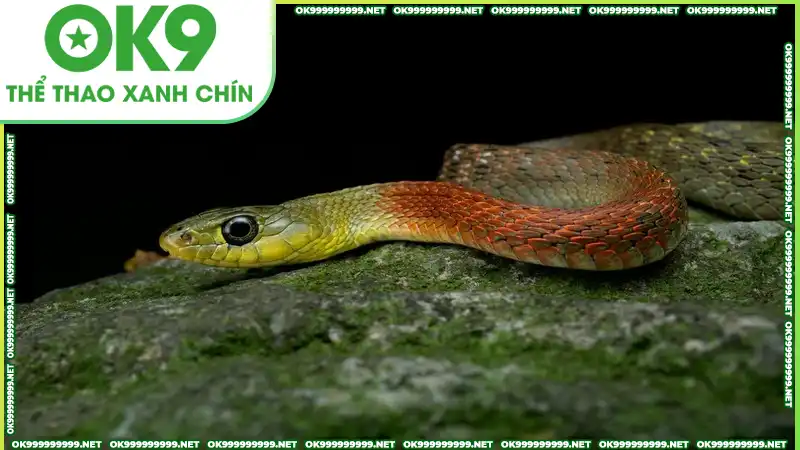 Mơ thấy rắn nhiều màu sắc sặc sỡ